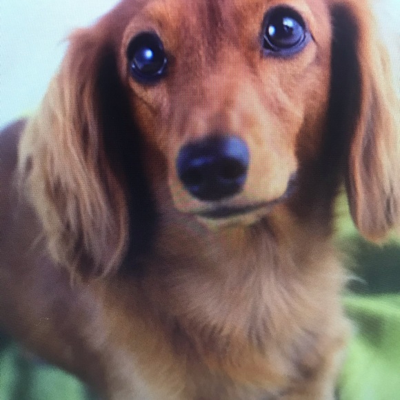 Meet your Posher, Larry - Picture 1 of 1